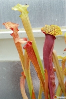 Sarracenia hybride -- Schlauchpflanze 